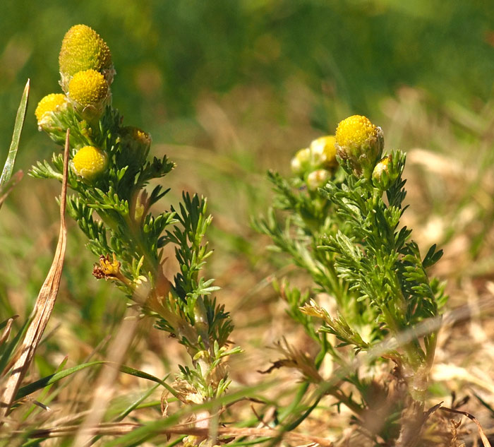 Strahlenlose Kamille, Matricaria discoidea